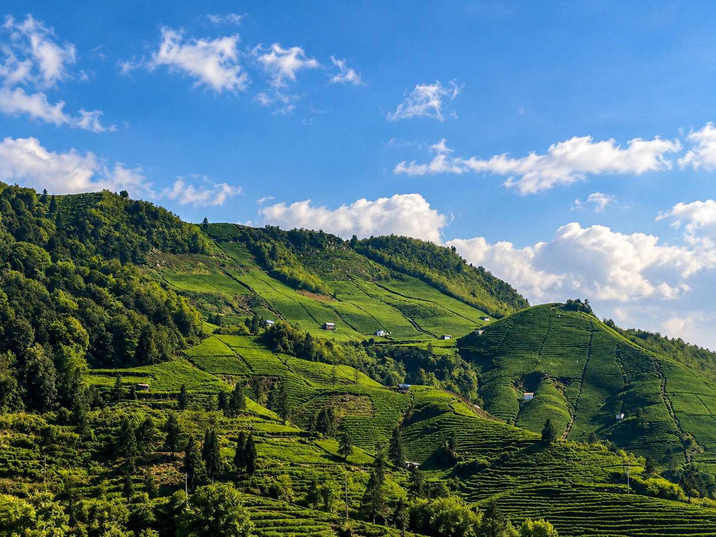 Green tea hills in Guizhou