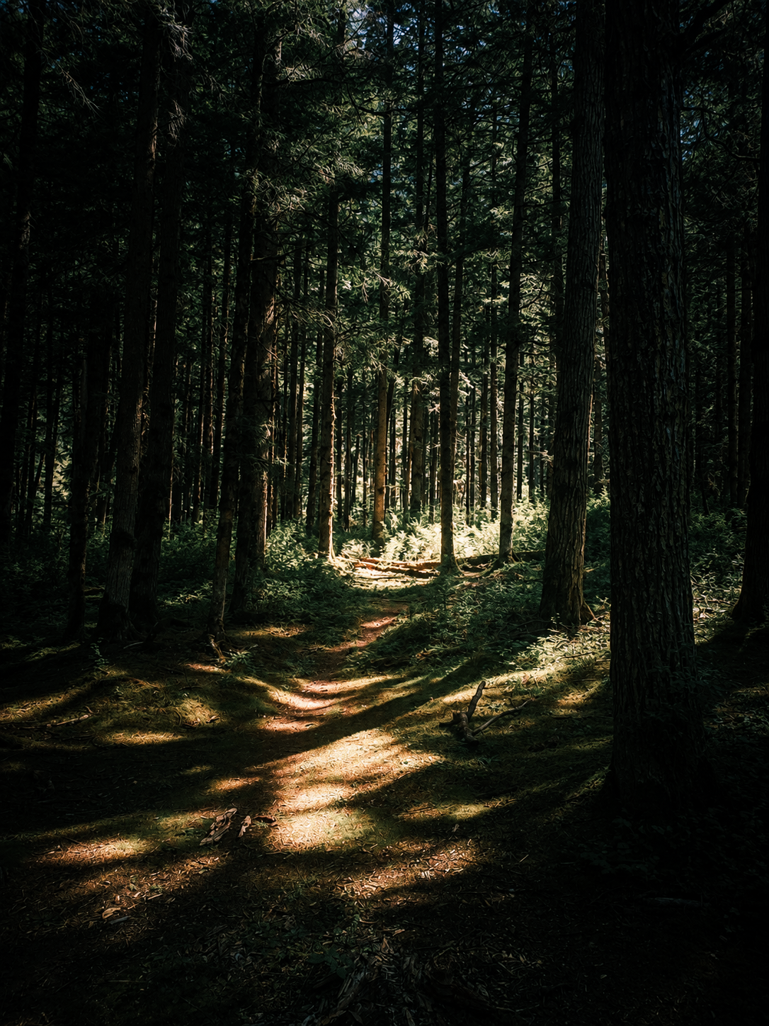 Forest path in Jiuzhaigou