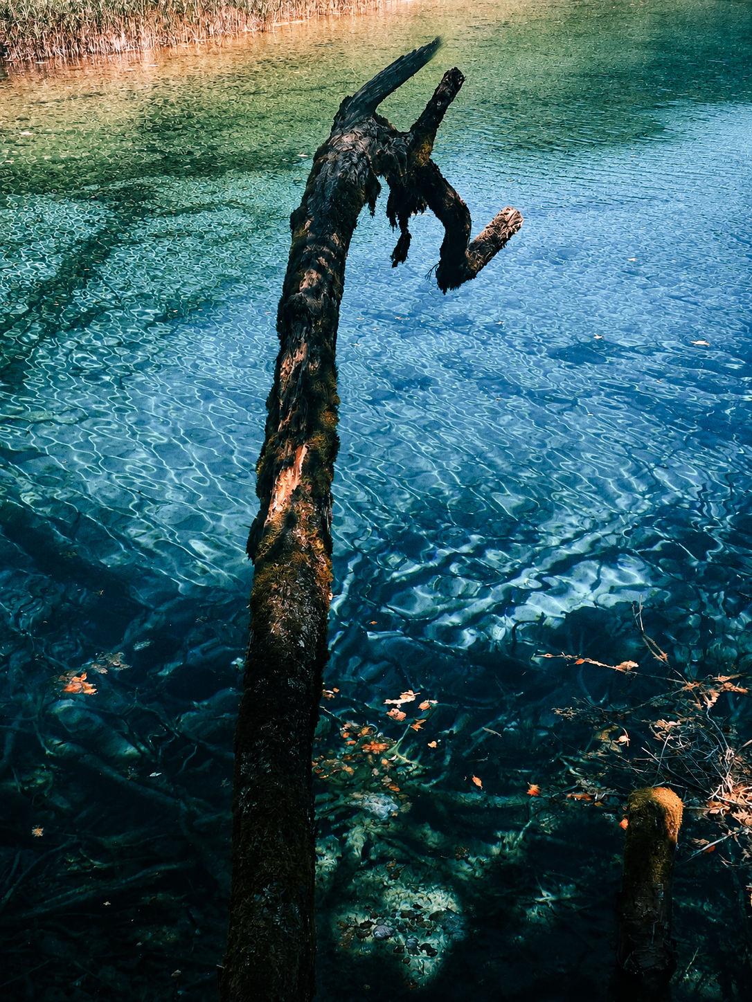 Submerged log in a clear lake