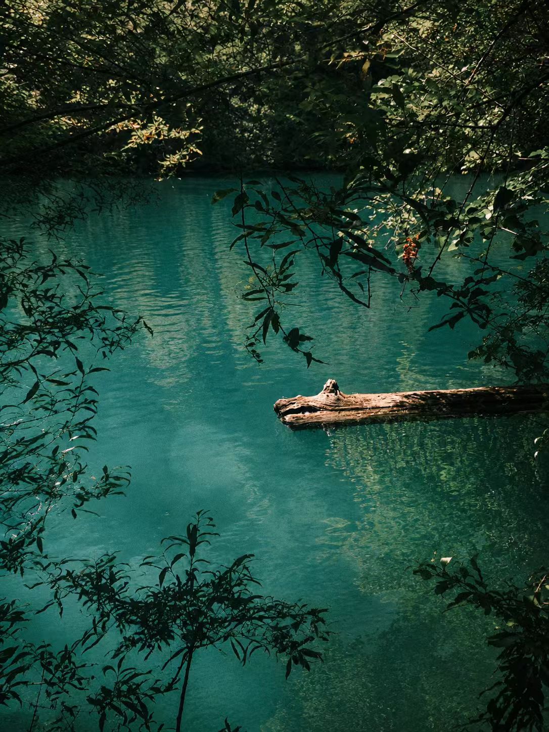 Lake seen through leaves