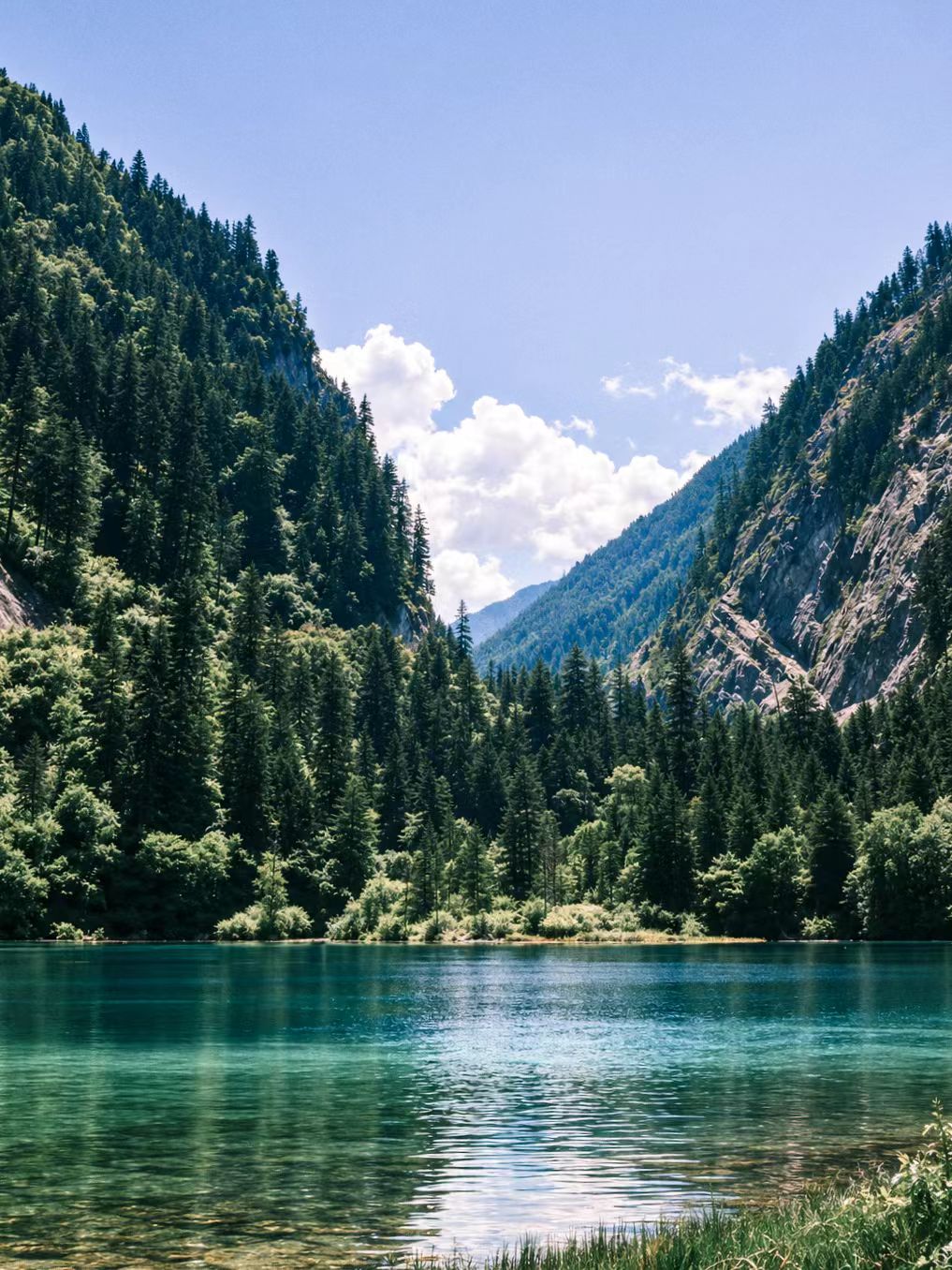 Forest beside a lake